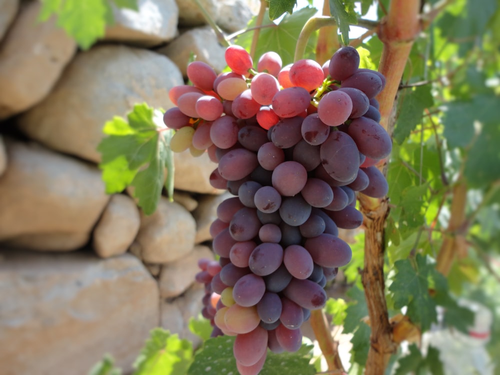 red grapes in selective focus photography