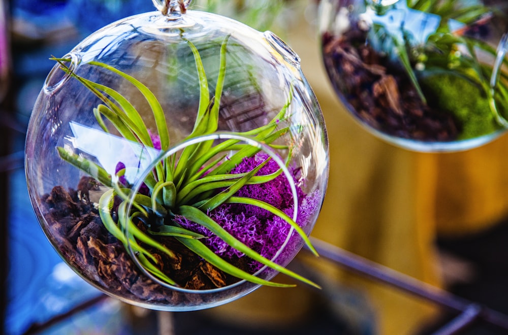 green leaf plant in clear glass terrarium