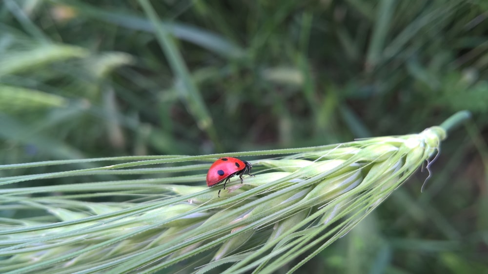 ladybug on leaf