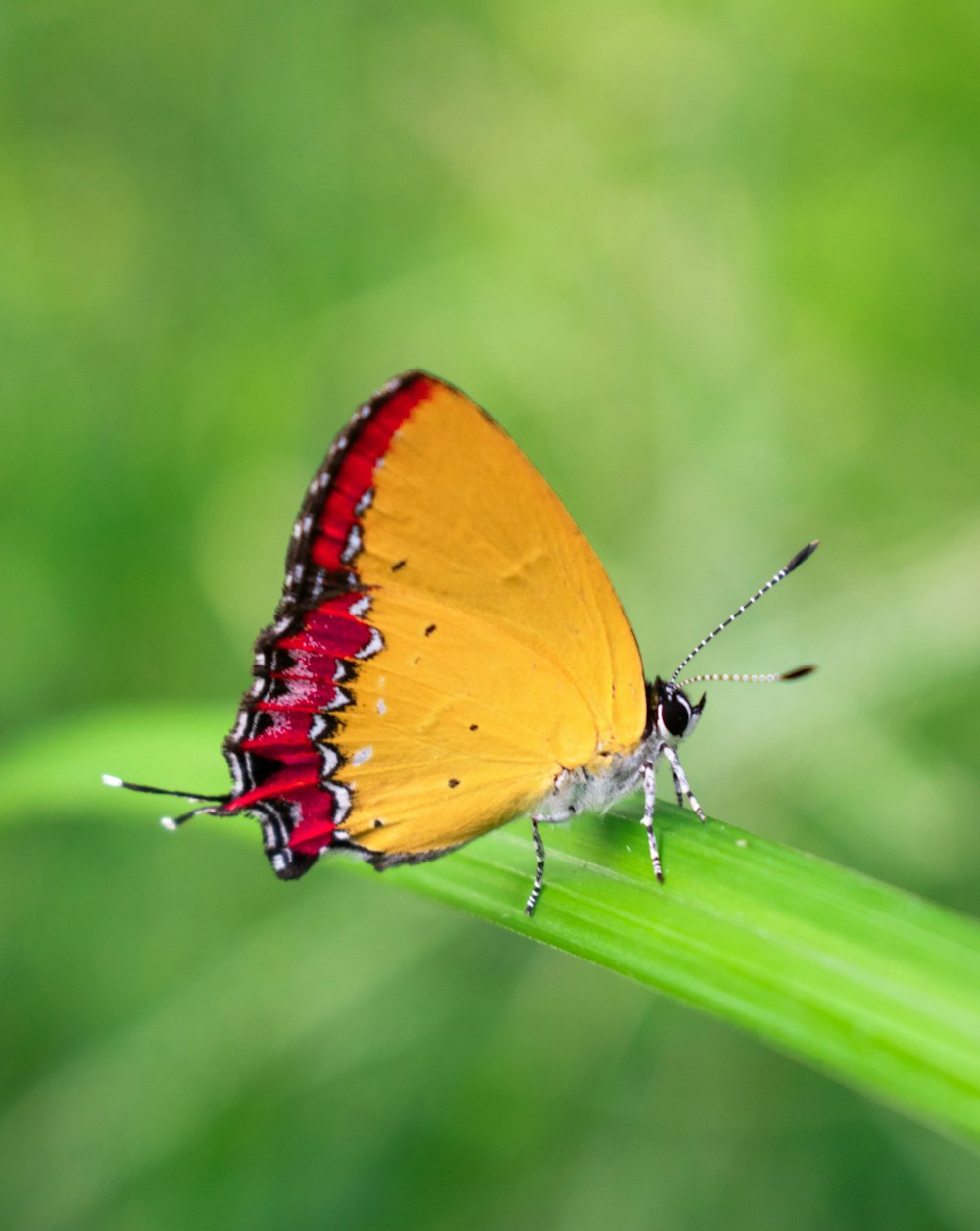 shallow focus photo of yellow and red buttefly