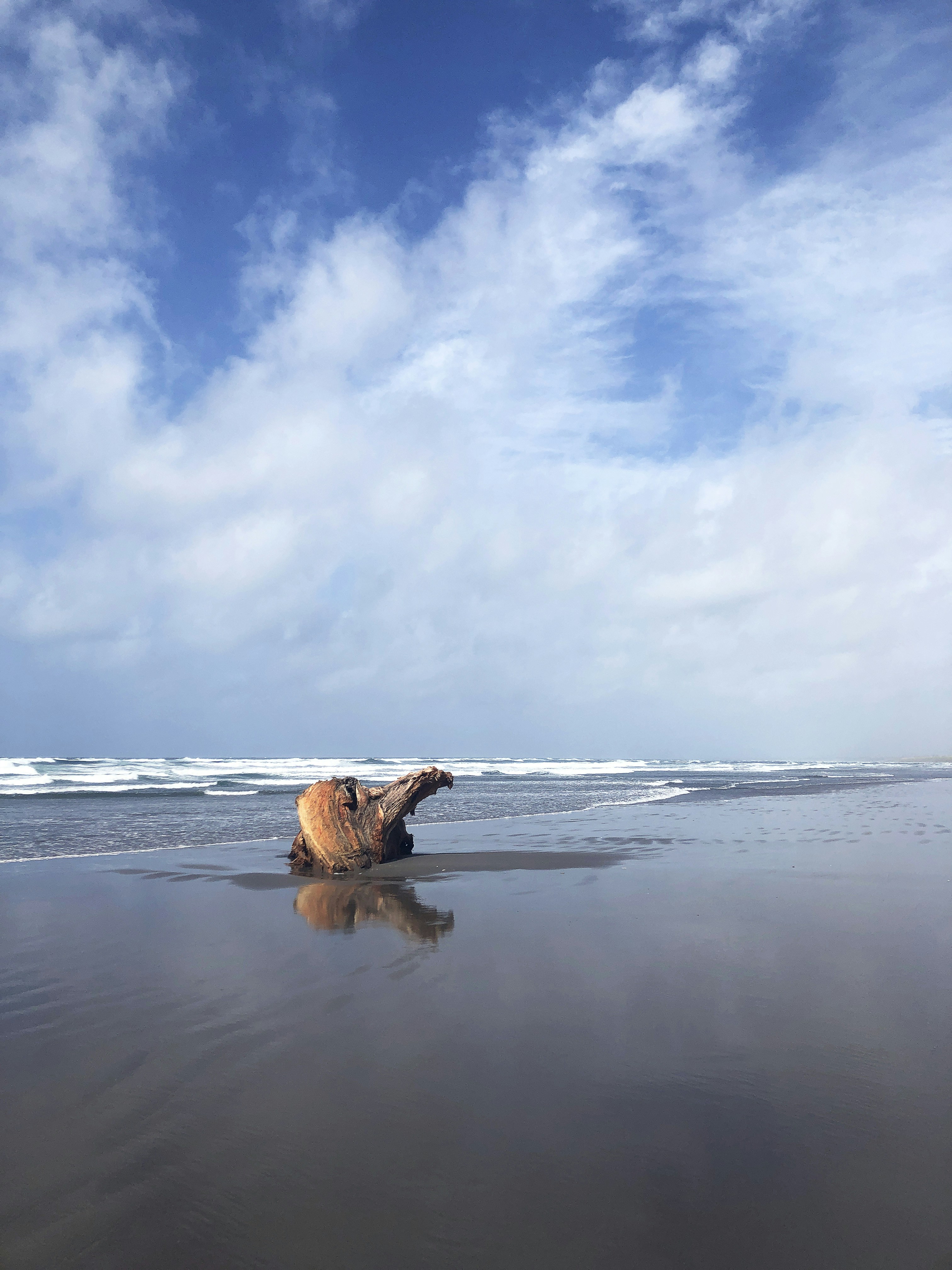 wood log on body of water