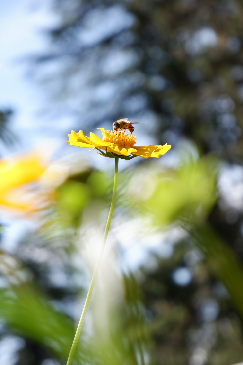 bee on yellow flower