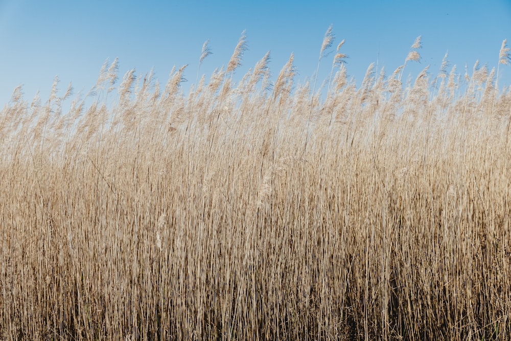 wheat field during daytime