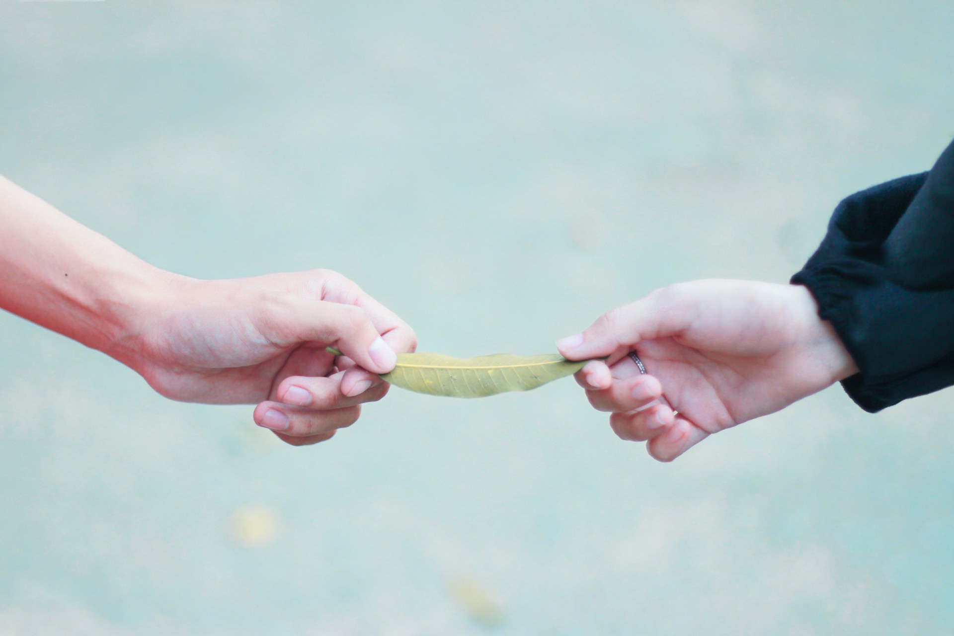 two person both holding leaf