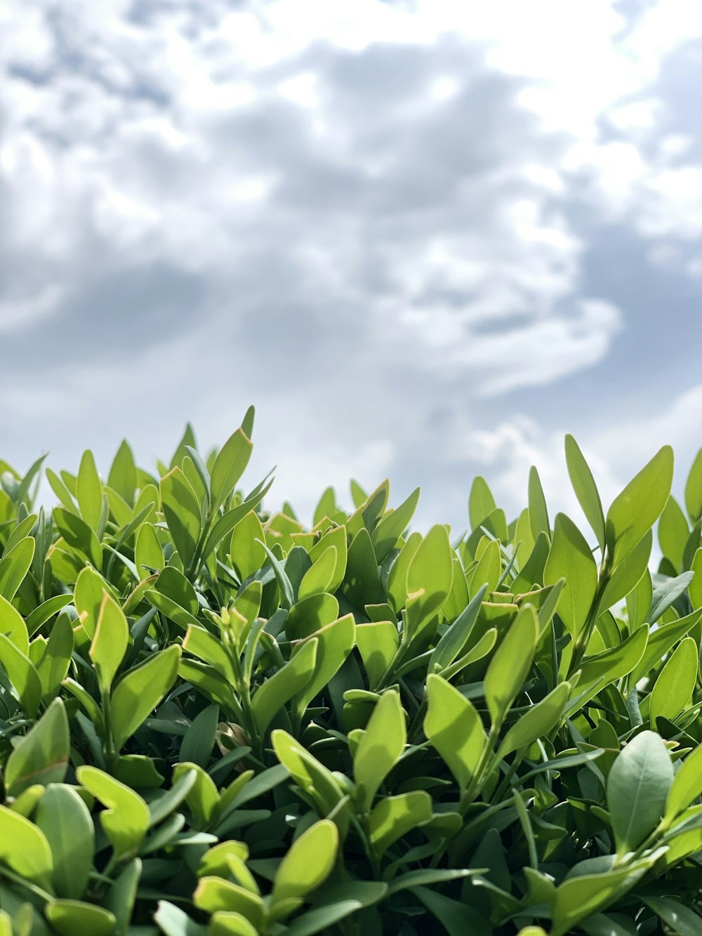 green leaf plants under white and gray skies