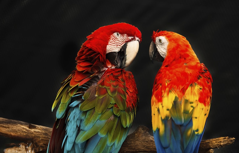 Scarlet macaw duo
