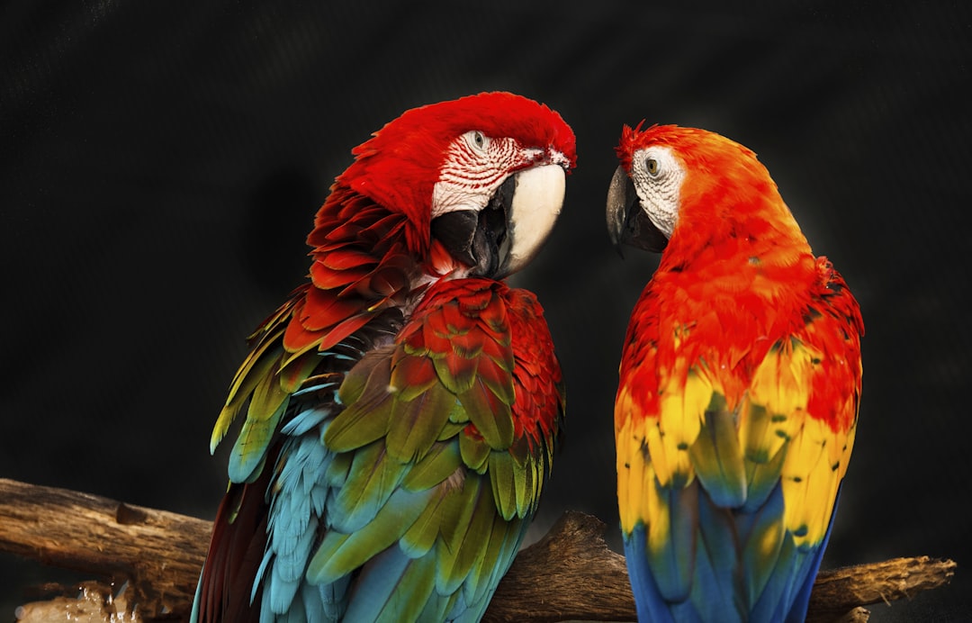 two scarlet macaw birds,