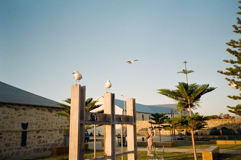 white birds standing on gray concrete posts