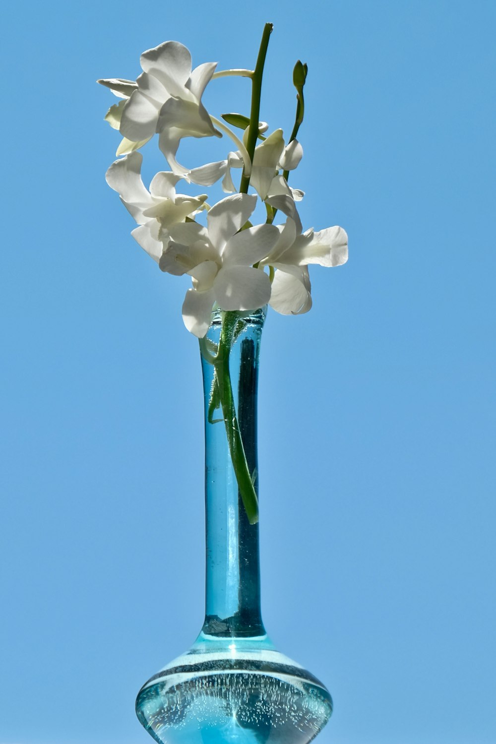 blooming white orchid flowers in vase
