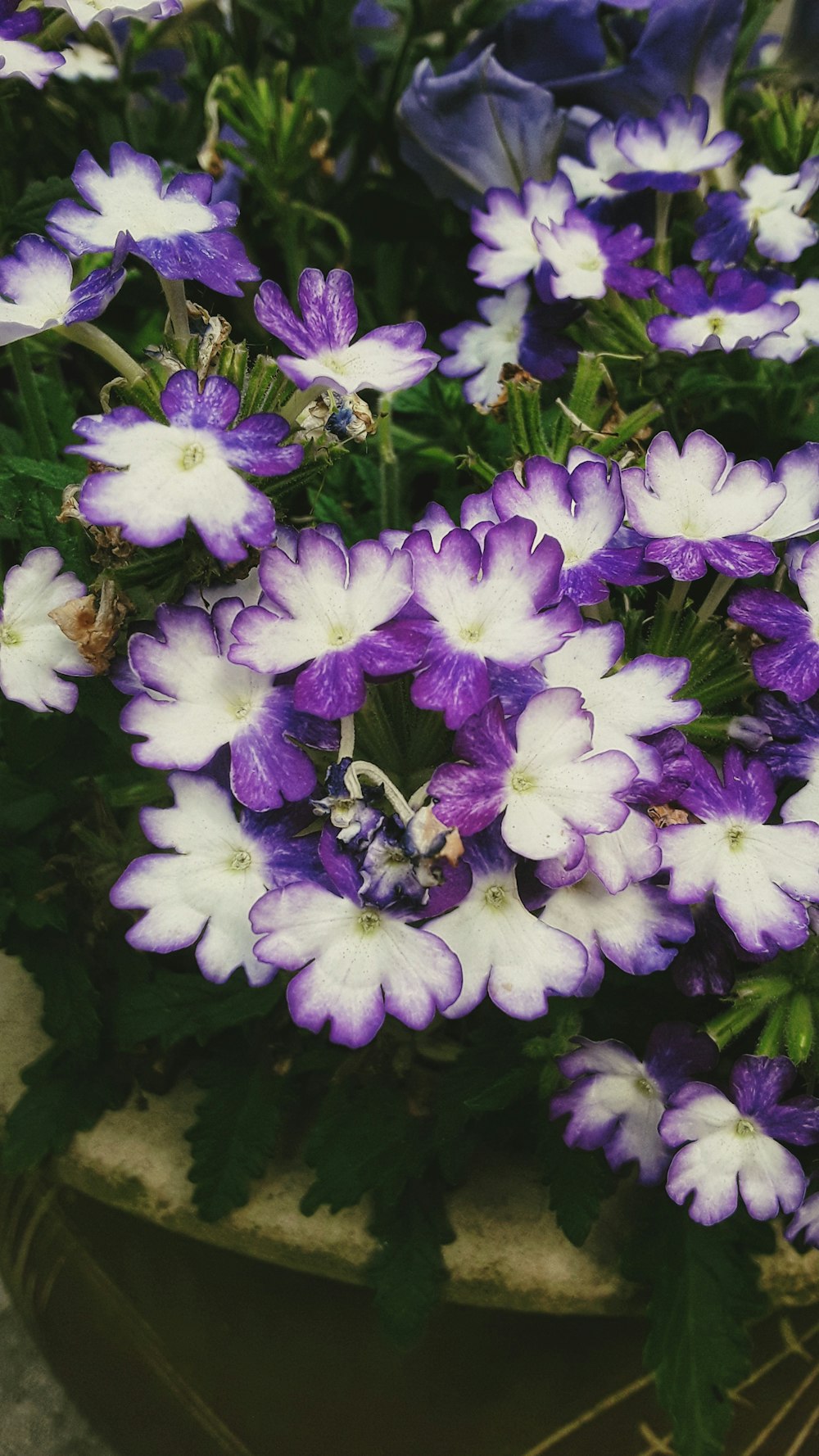 purple and white petaled flowers