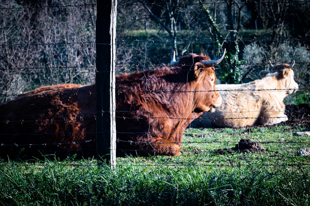 buffalo lying on grass