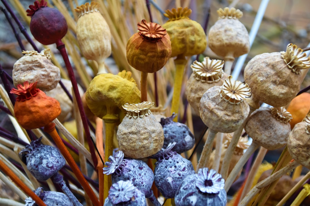 brown, orange, and purple flowers