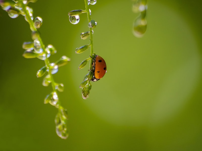 Make Your Backyard Natural With One Of These Some Tips