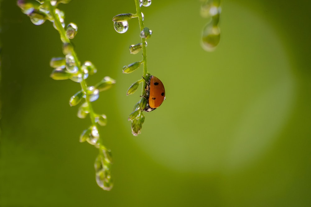 orange and black ladybug