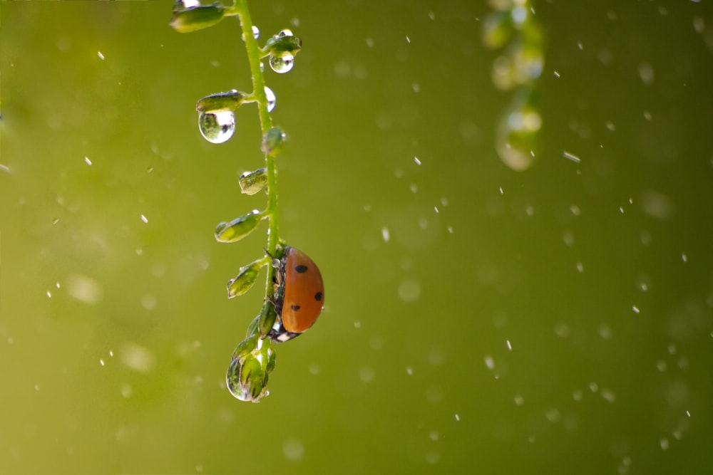 ladybug on plant