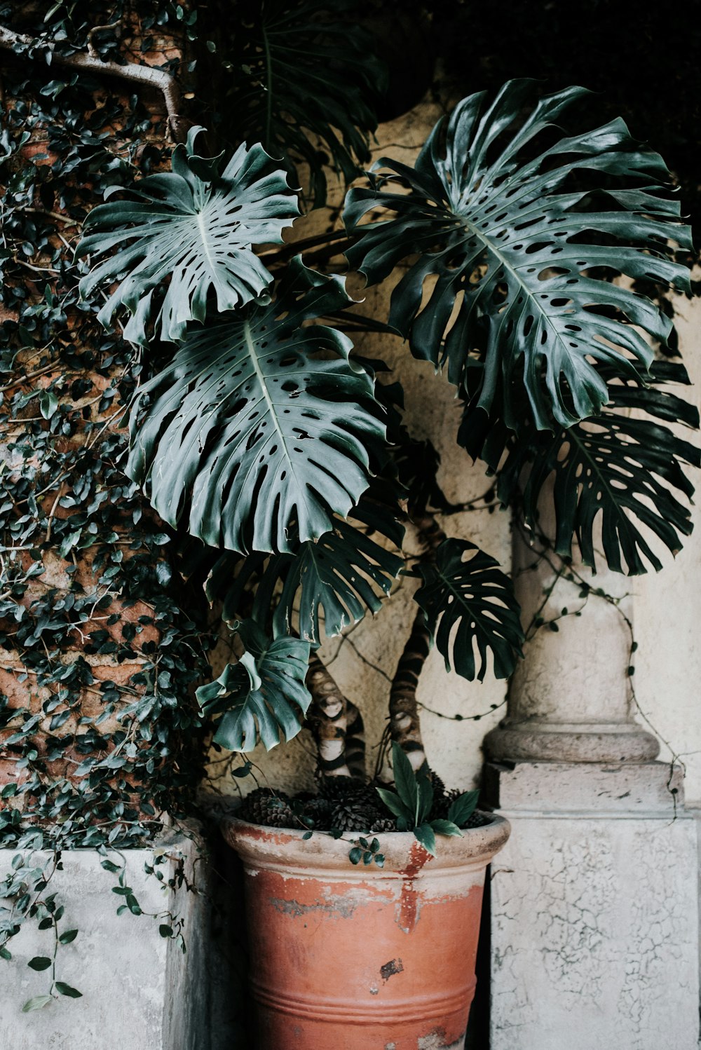 green-leafed plant on brown plant pot