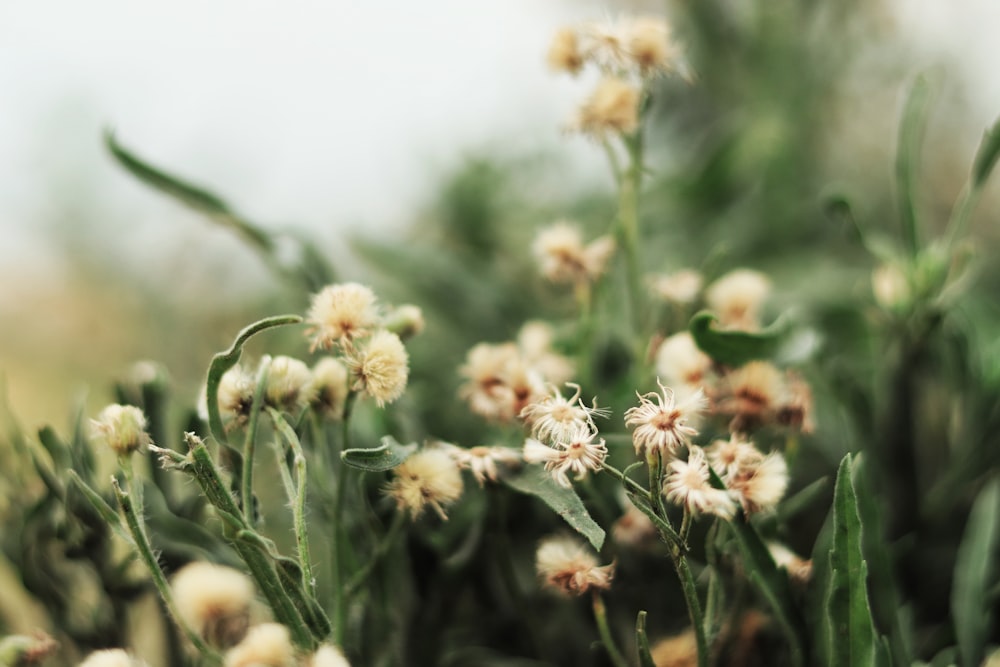 blooming white and brown petaled flowers