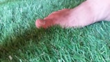 A bare foot with a bandage on the big toe is positioned on lush green grass. The grass appears evenly cut and vibrant, while the skin tone of the foot contrasts with the greenery.