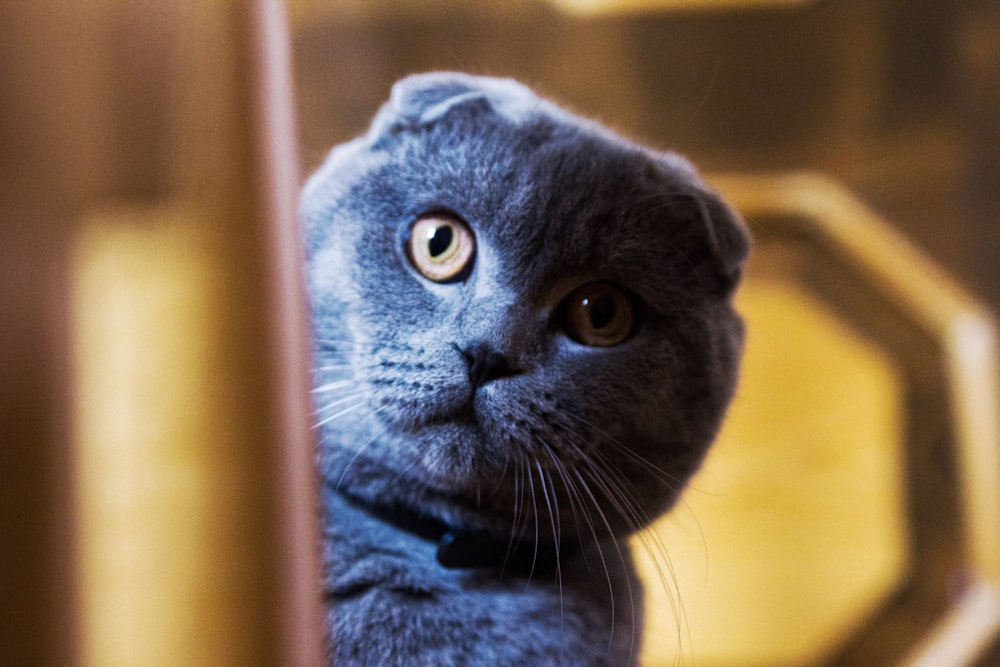 blue Scottish fold cat sneaking