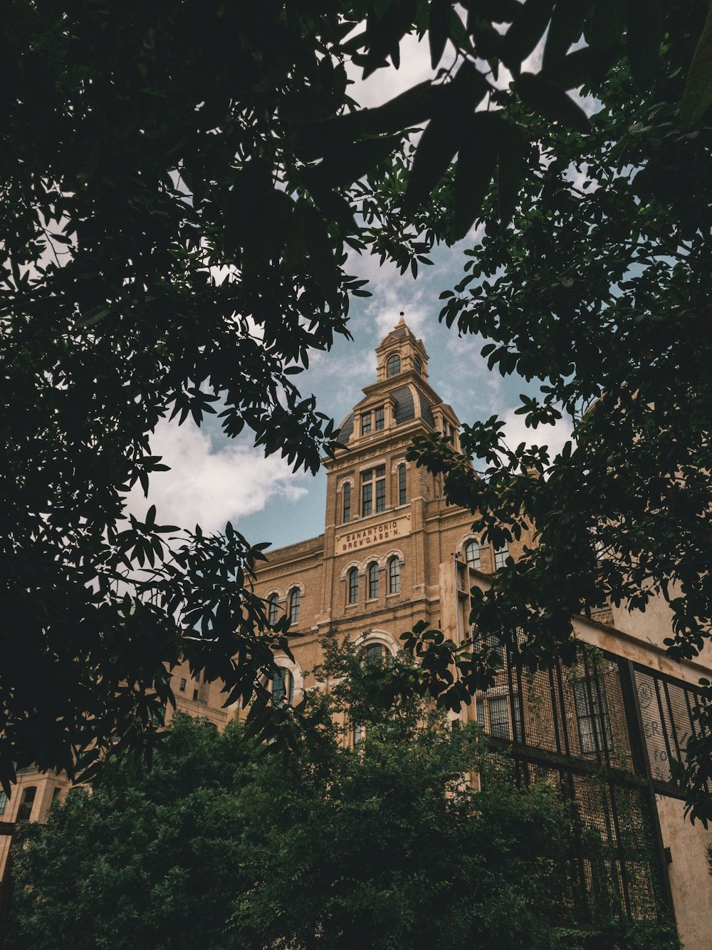 trees near brown building