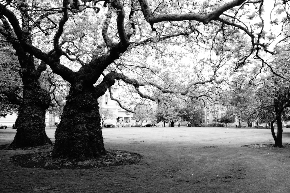 grayscale photo of buildings near trees