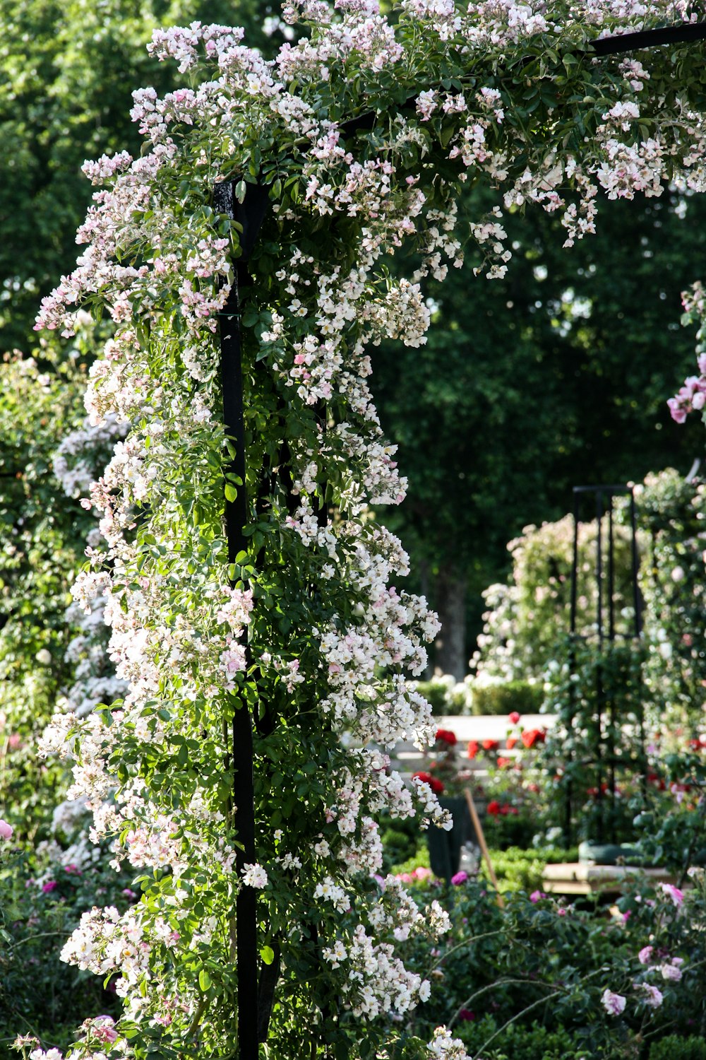 white petaled flowers