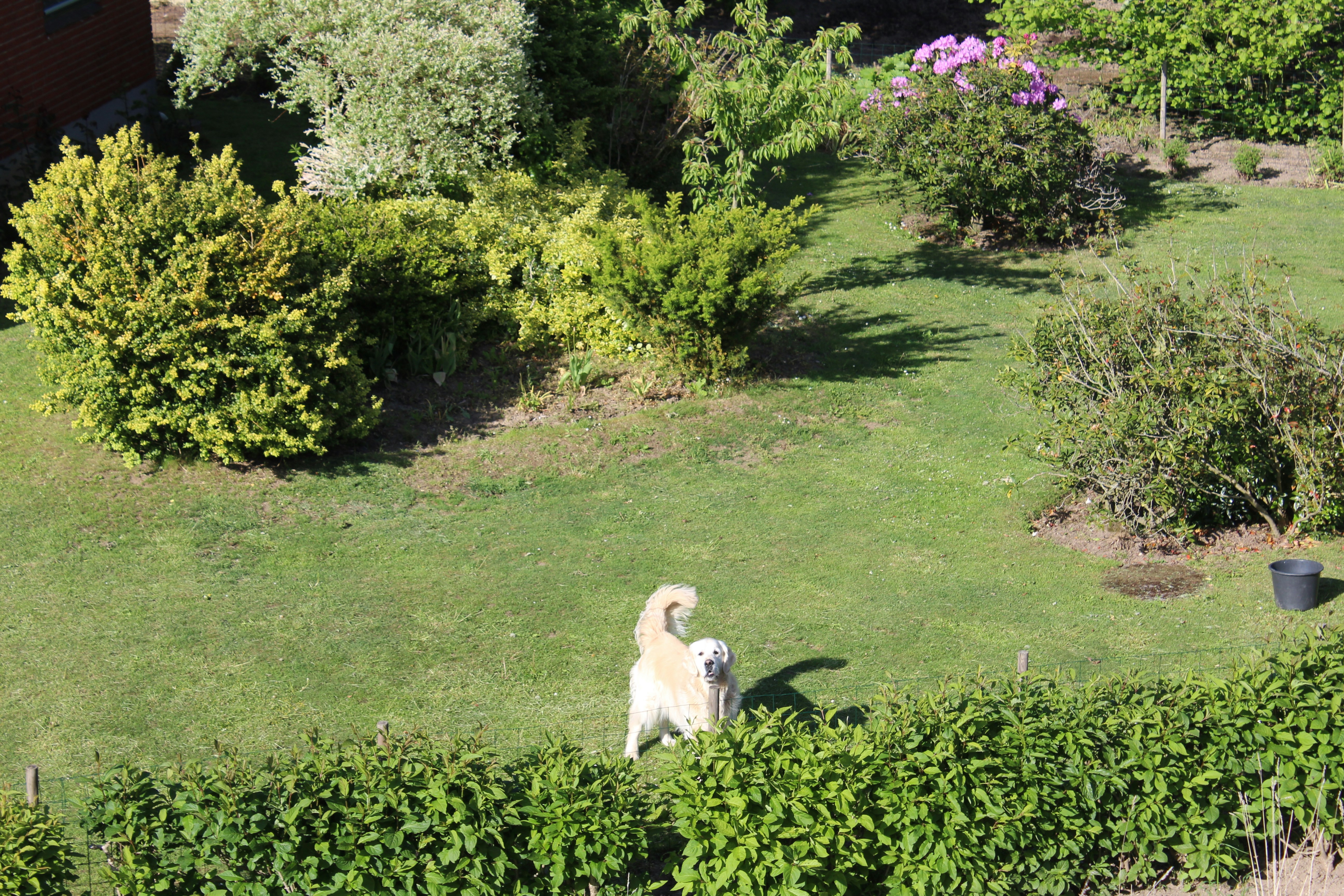 Golden retriever lying contentedly in a garden under rose bushes