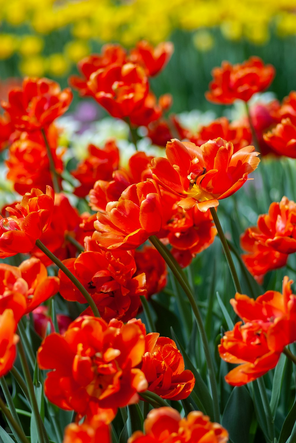 flor de pétalos rojos