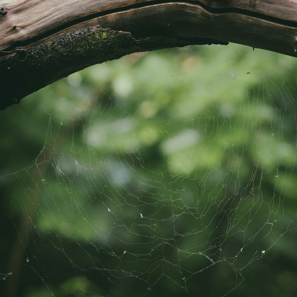 tela de araña en el árbol