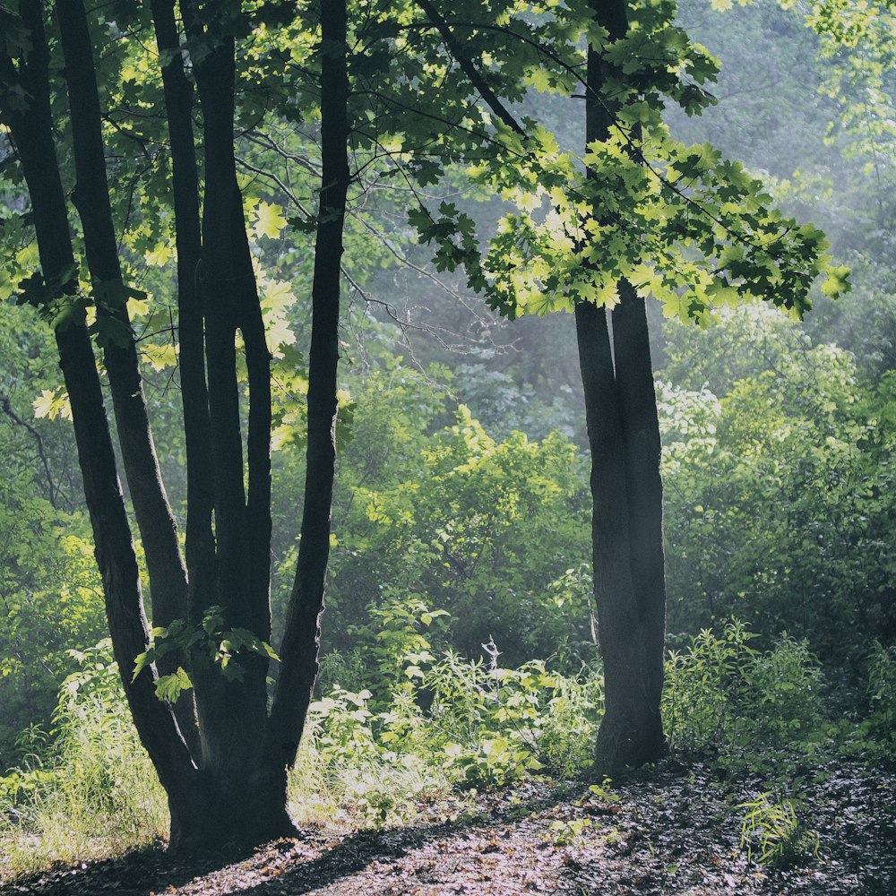 green tree