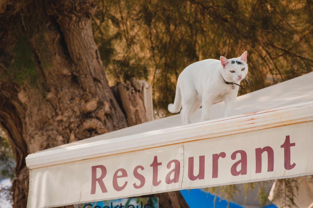 white cat on top of restaurant roof