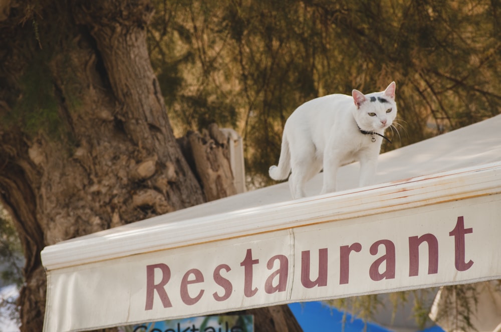 white cat on top of restaurant roof