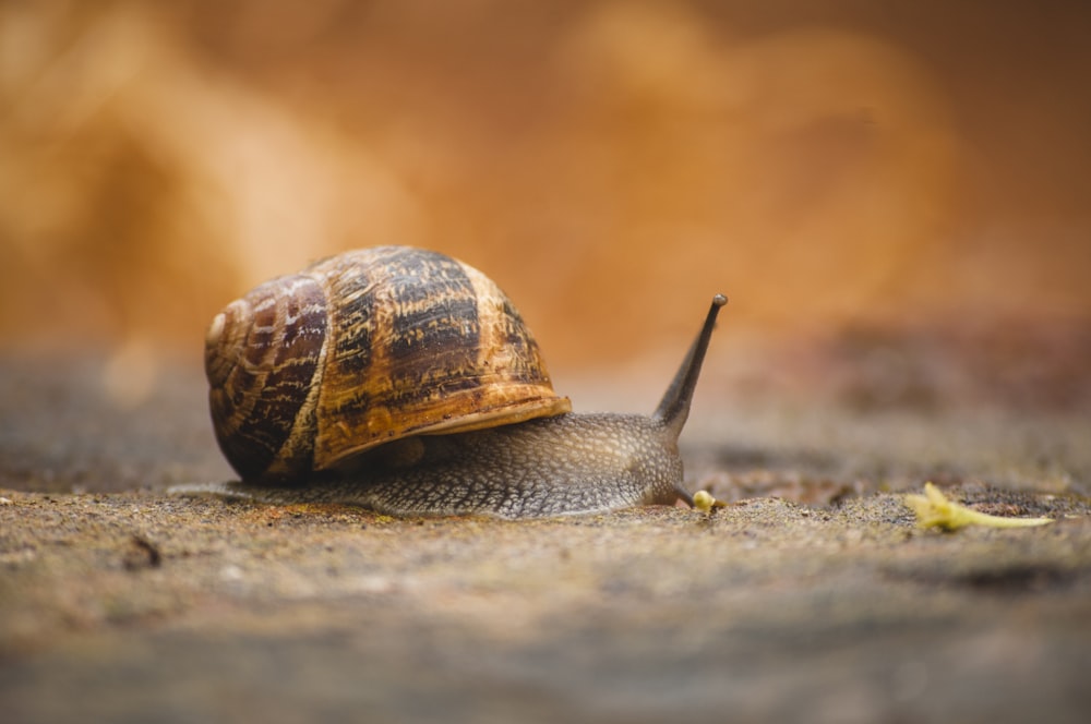 braune Schnecke