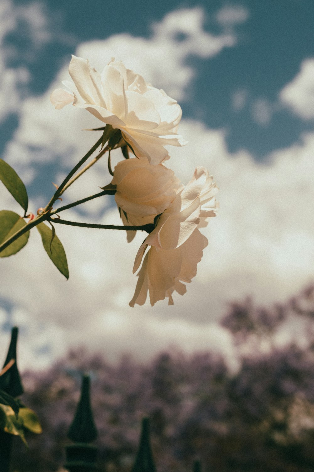 Flores blancas