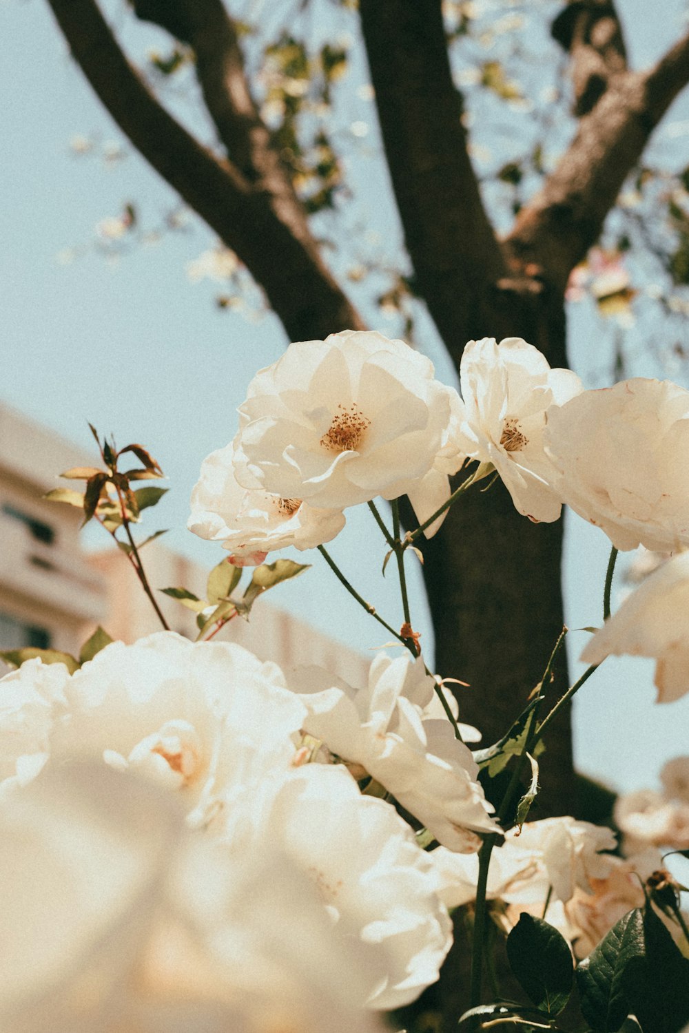 white petaled flower