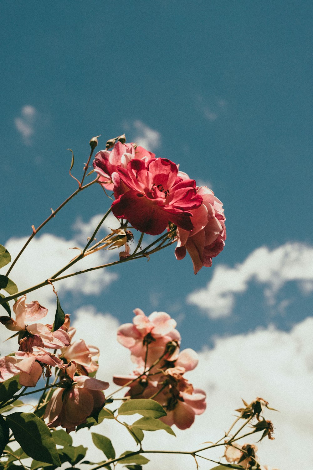 pink-petaled flower