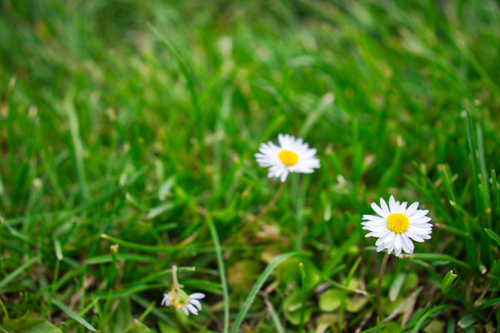 white petaled flower