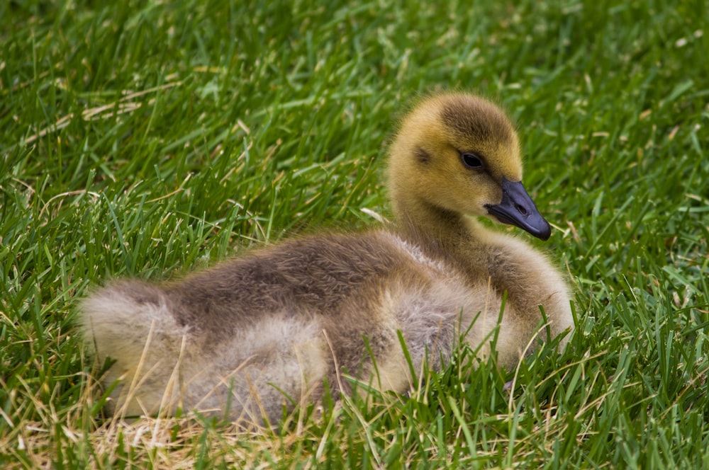 brown and black duck surrounded by green grass