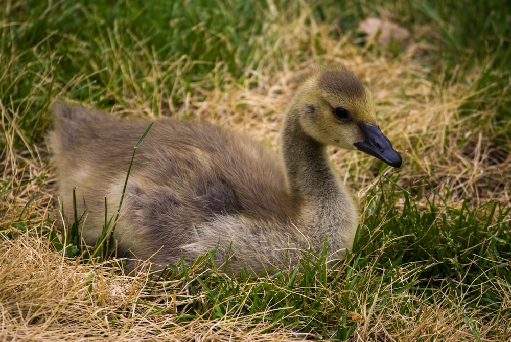 brown duck