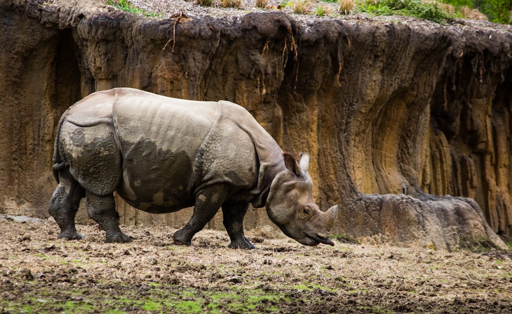 gray rhinoceros