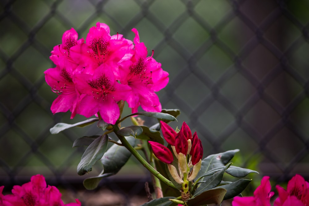 fotografia em close-up da flor de pétalas cor-de-rosa