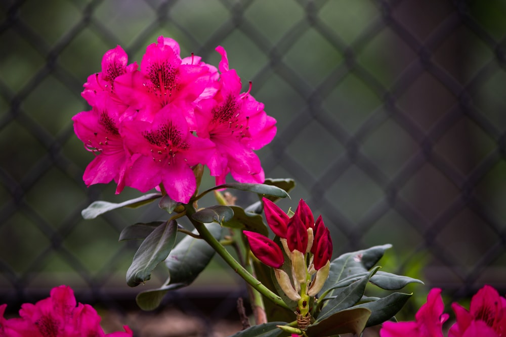 Fotografía de primer plano de flor de pétalos rosados