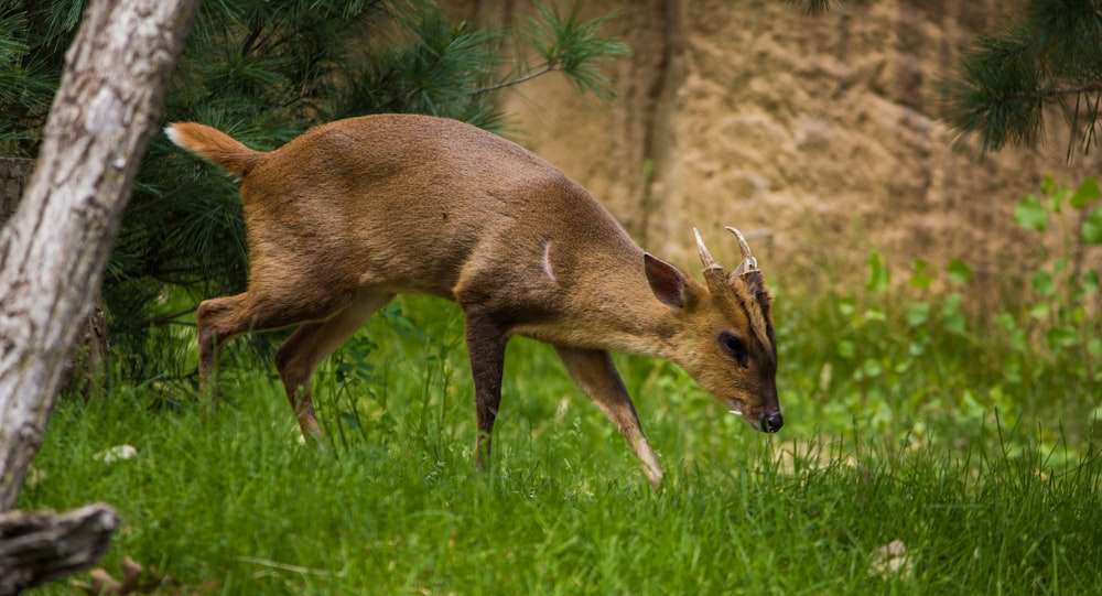 cervo bruno su erba verde