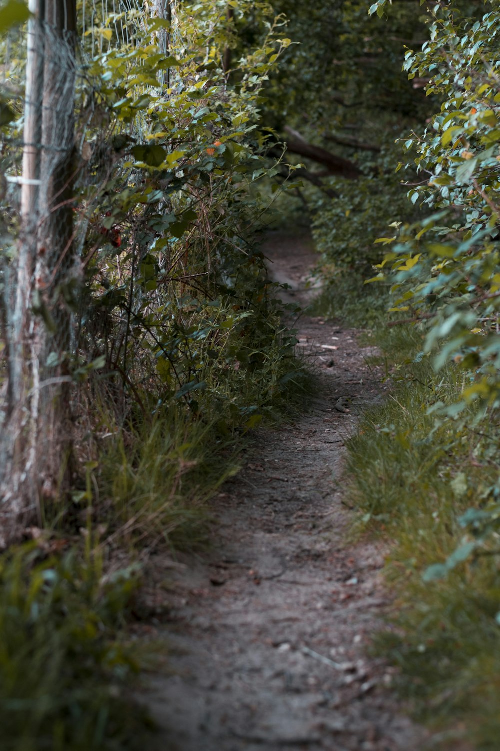 pathway surrounded by plants