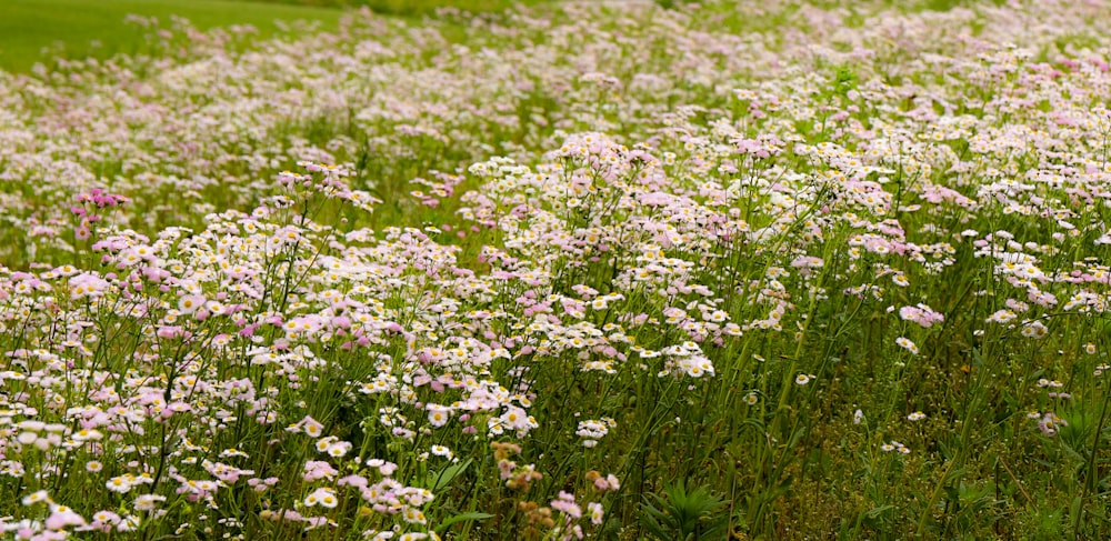 pink flower field