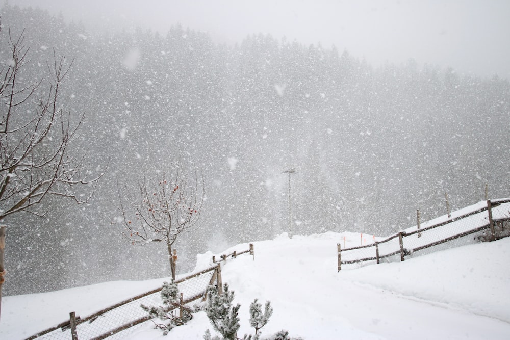 bare tree covered by snow