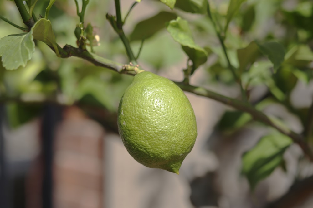 green lime fruit