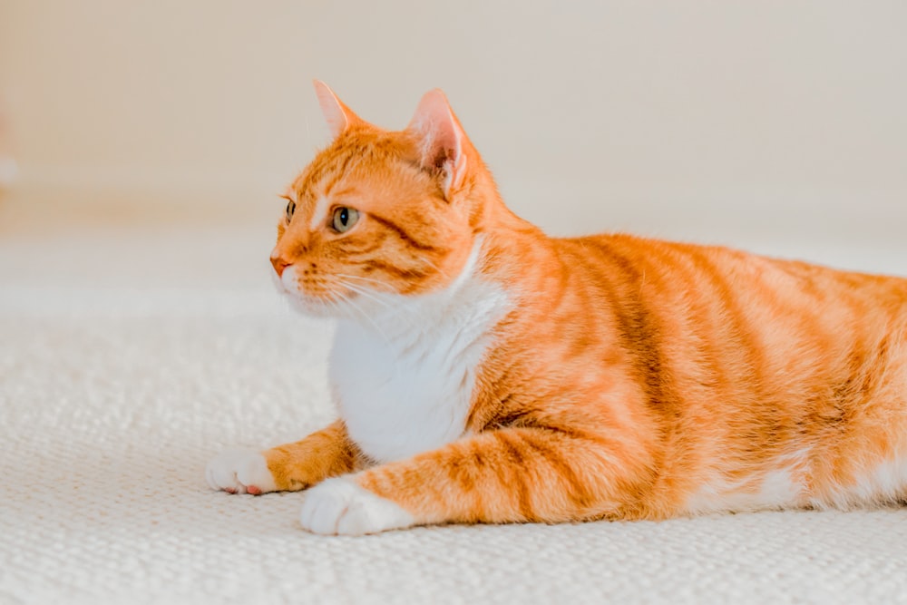 orange and white tabby cat