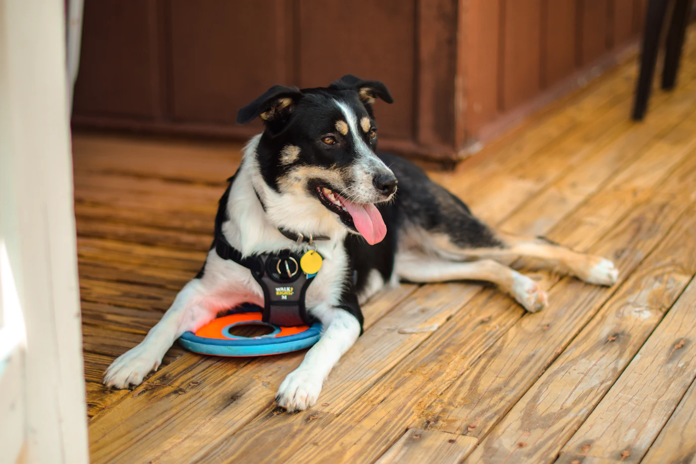 A calm black and white dog rests on a wooden floor with a soft open mouth, settled and at ease the way a trained dog stays steady in the cabin