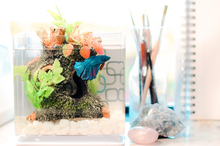How to Decorate a Fish Tank With Household Items –